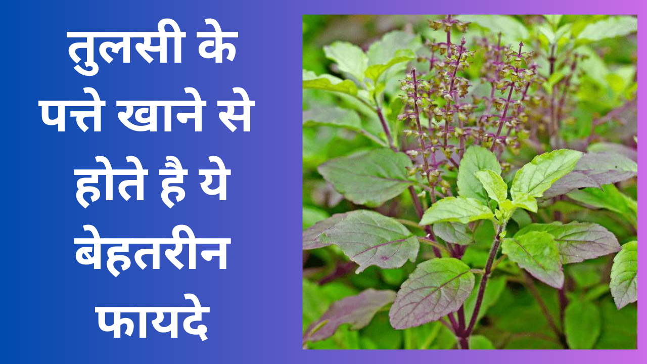 Tulsi Leaves: benefits-of-eating-basil-leaves