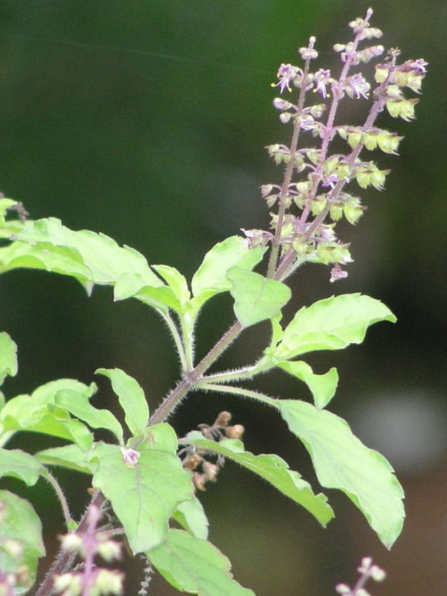 5 Interesting Facts About Tulsi ( Basil )